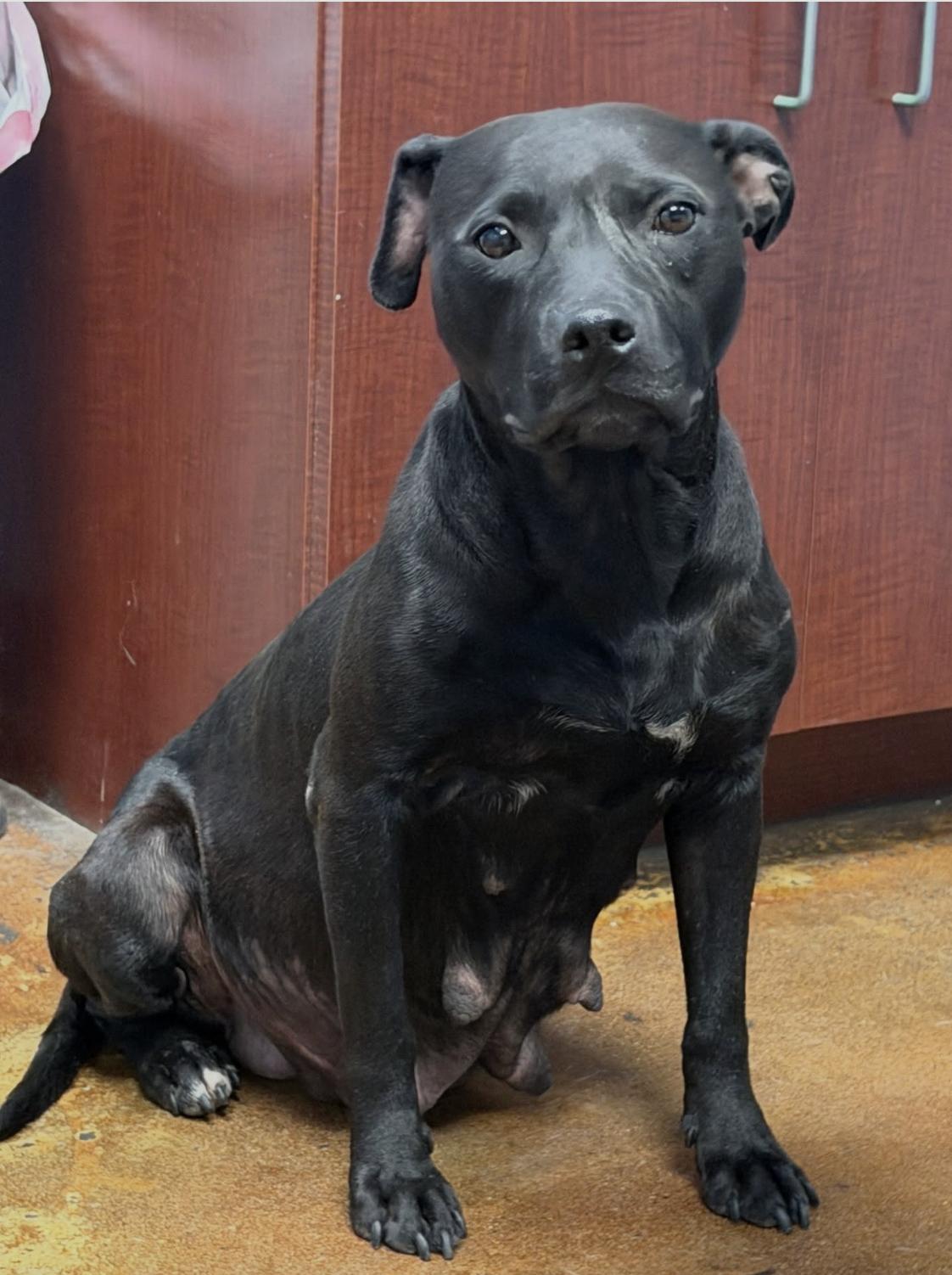 Hedy Lamar, a ADOPTABLE Mixed Breed in Memphis, TN image 3/6