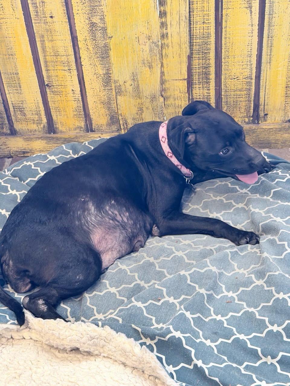 Hedy Lamar, a ADOPTABLE Mixed Breed in Memphis, TN image 2/6