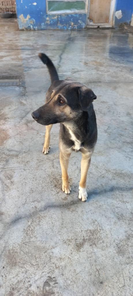 Petrol (KSAR), Adoptable, Adult Male Afghan Hound & Shepherd.