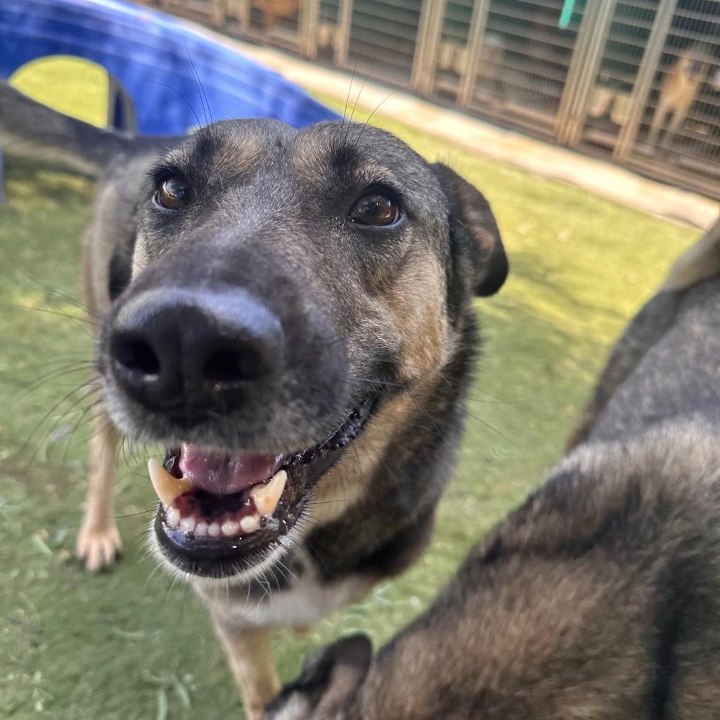 Enlarge Petrol (KSAR), a Adoptable mixed breed in San Diego, CA image 2/6