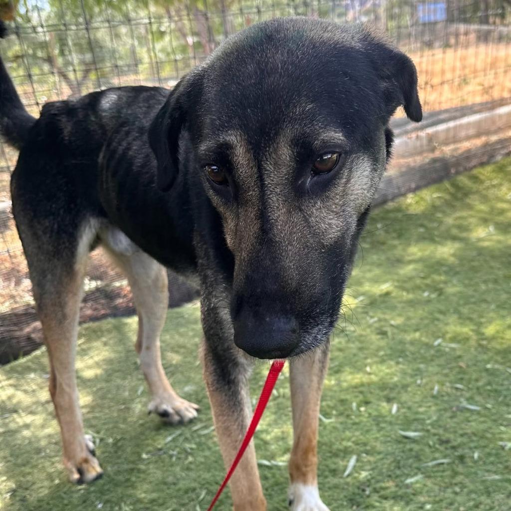 Enlarge Petrol (KSAR), a Adoptable mixed breed in San Diego, CA image 3/6