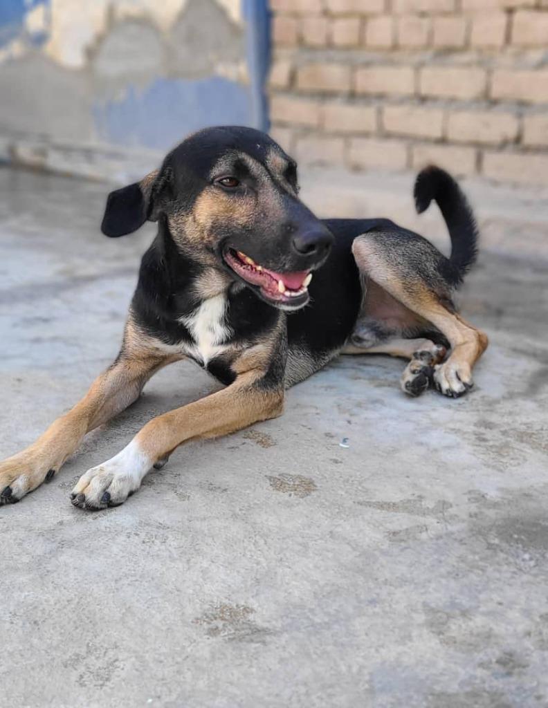 Enlarge Petrol (KSAR), a Adoptable mixed breed in San Diego, CA image 4/6