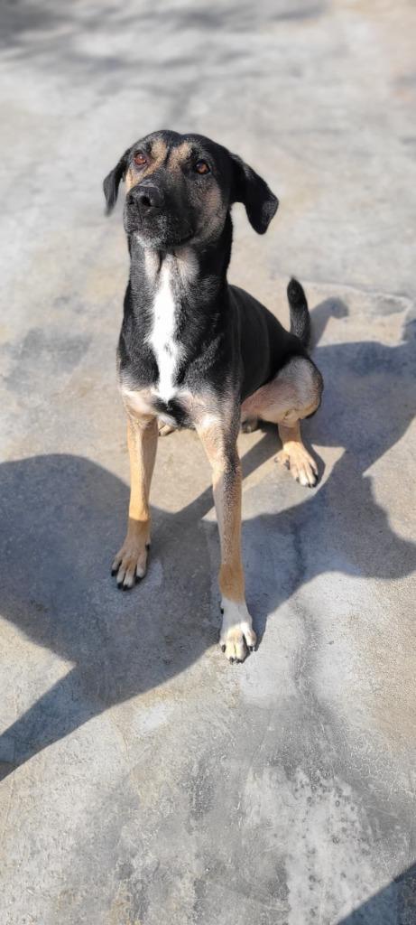 Enlarge Petrol (KSAR), a Adoptable mixed breed in San Diego, CA image 5/6