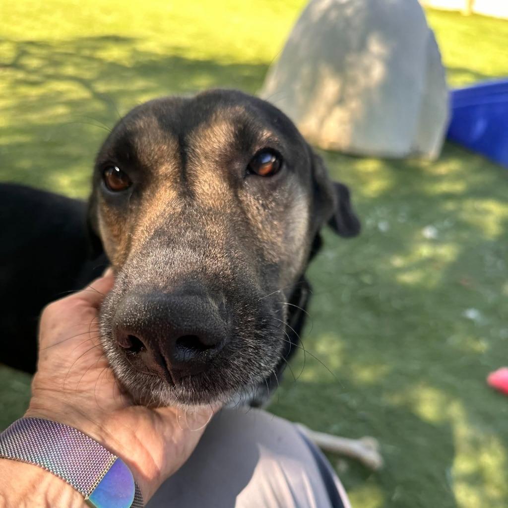 Enlarge Petrol (KSAR), a Adoptable mixed breed in San Diego, CA image 6/6