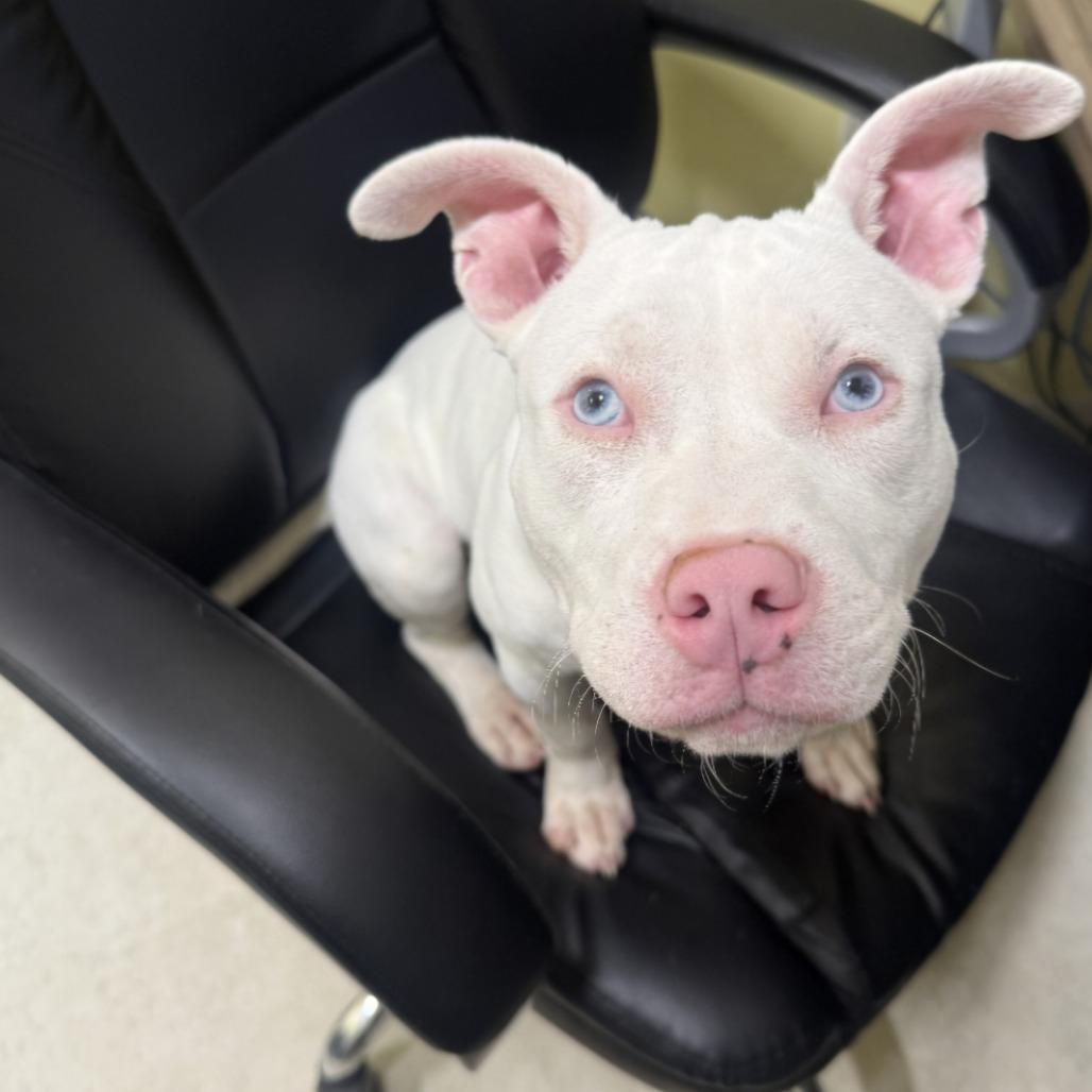 Moon fka Zena, Adoptable, Puppy Female American Staffordshire Terrier.