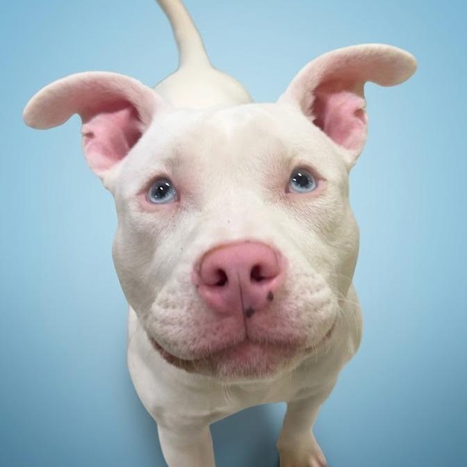 Moon fka Zena, a Adoptable American Staffordshire Terrier in York, PA image 3/3