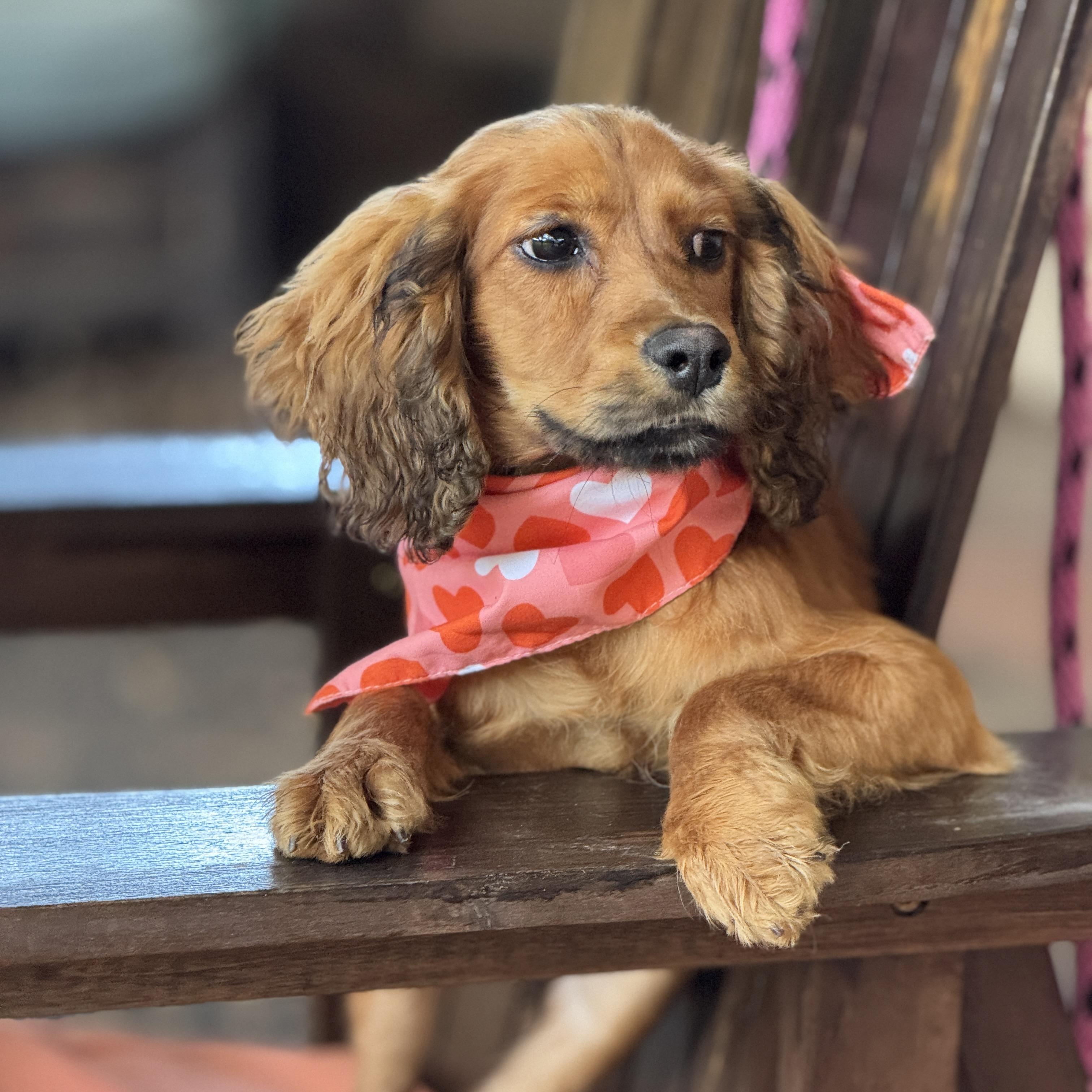 Enlarge Bass, a ADOPTABLE Cocker Spaniel in Torrance, CA image 3/4
