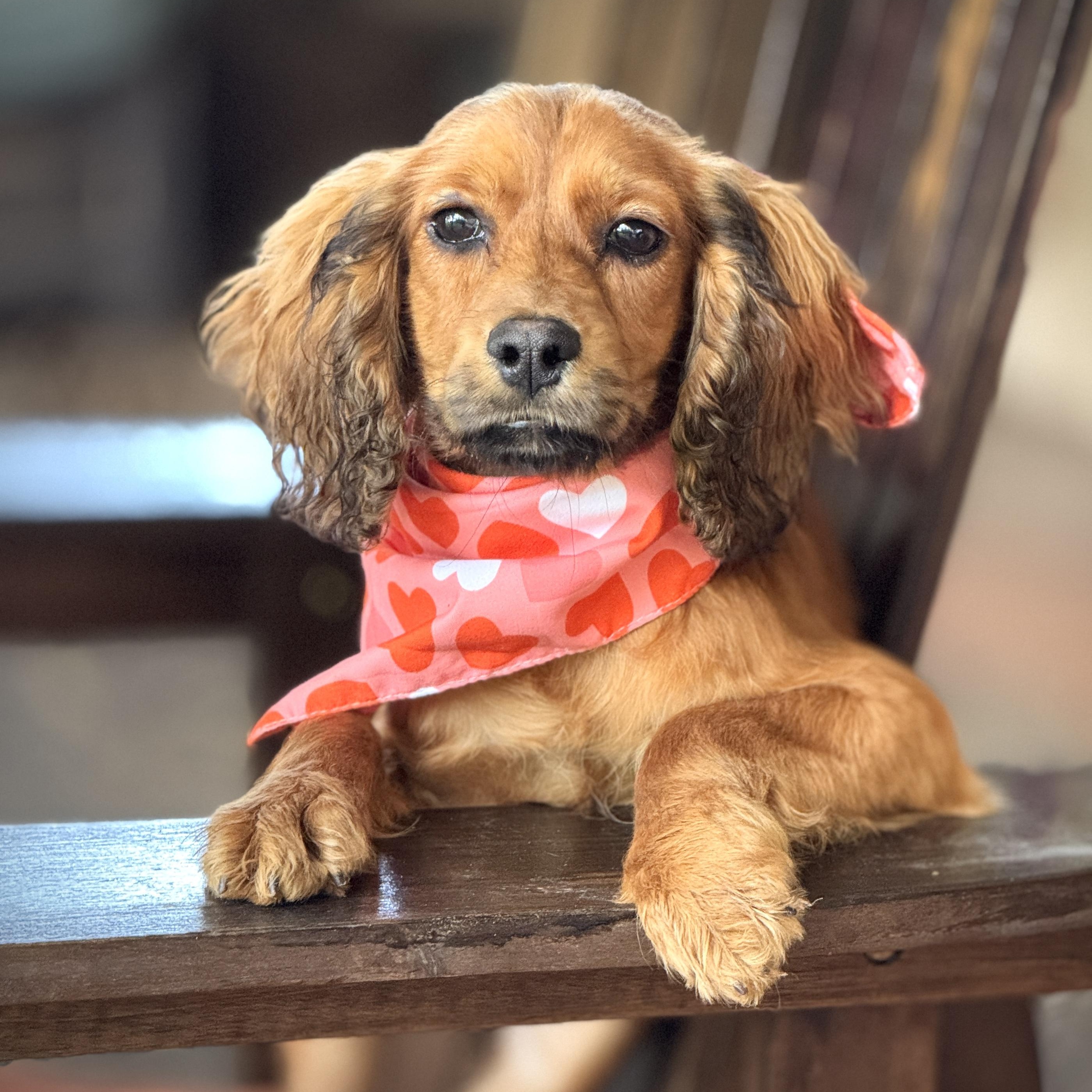 Bass, ADOPTABLE, Puppy Male Cocker Spaniel.