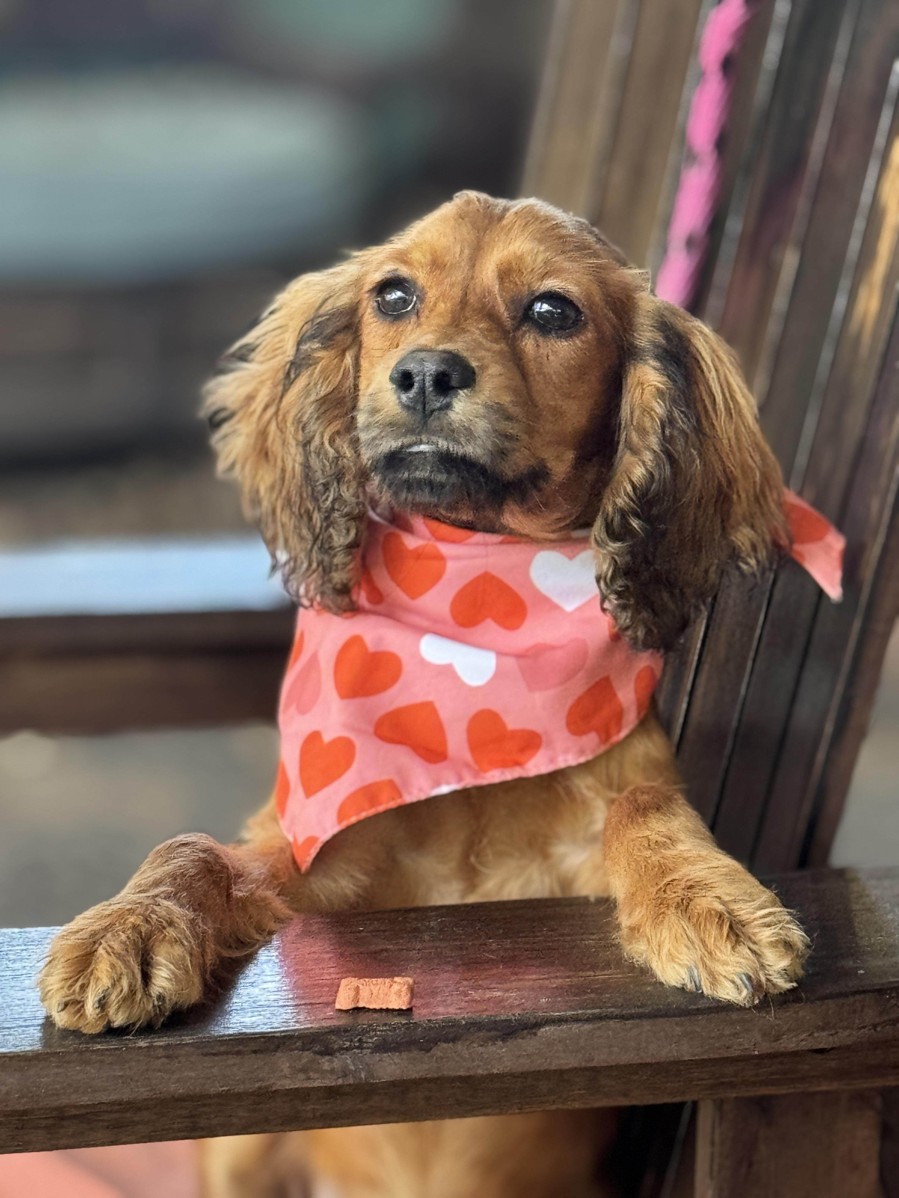 Enlarge Bass, a ADOPTABLE Cocker Spaniel in Torrance, CA image 4/4