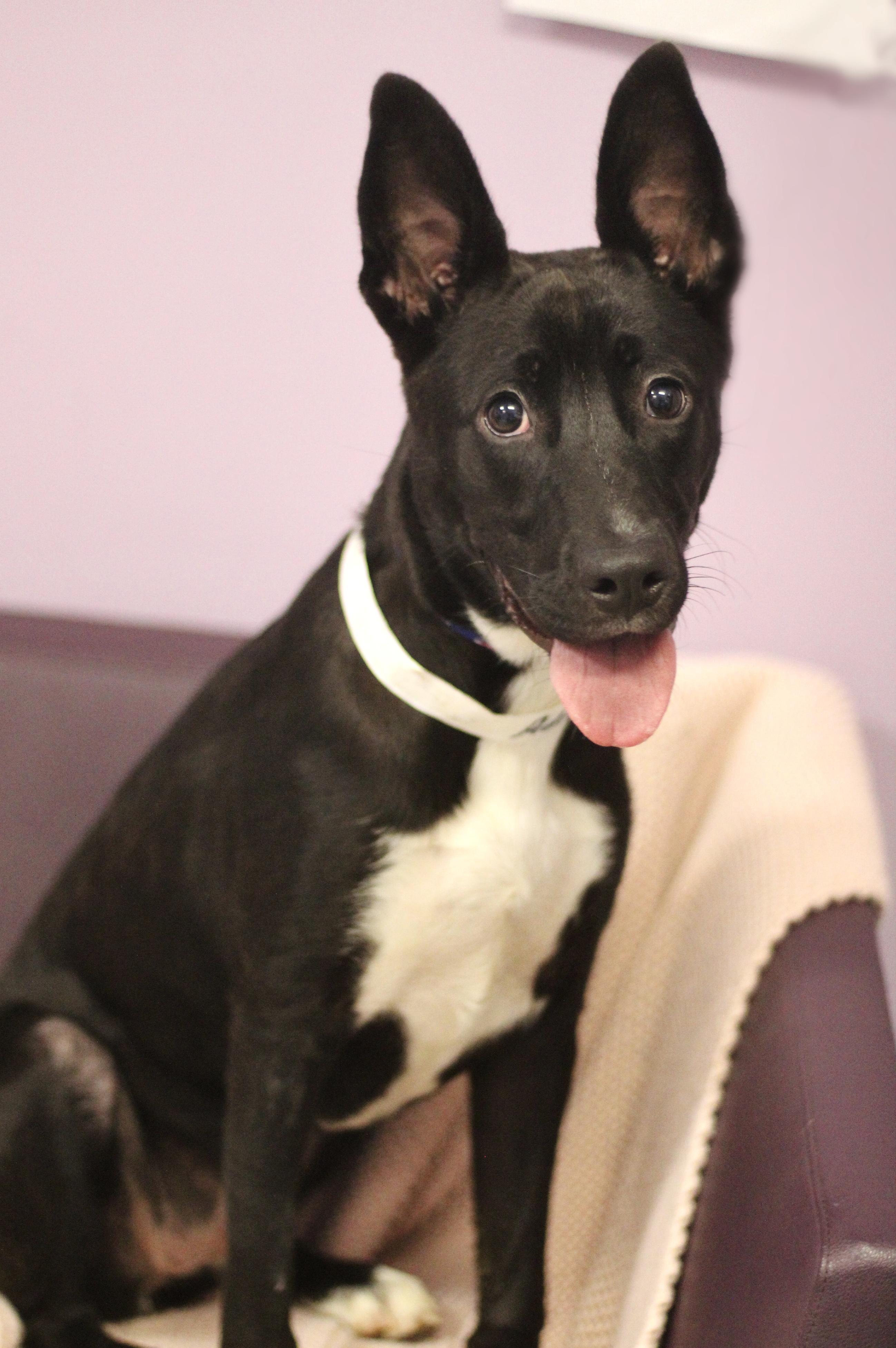 Enlarge Adira in NH. Come Meet our Adoptable Dogs Wednesday-Saturday. More info in Bio, a ADOPTABLE mixed breed in Manchester, NH image 2/4