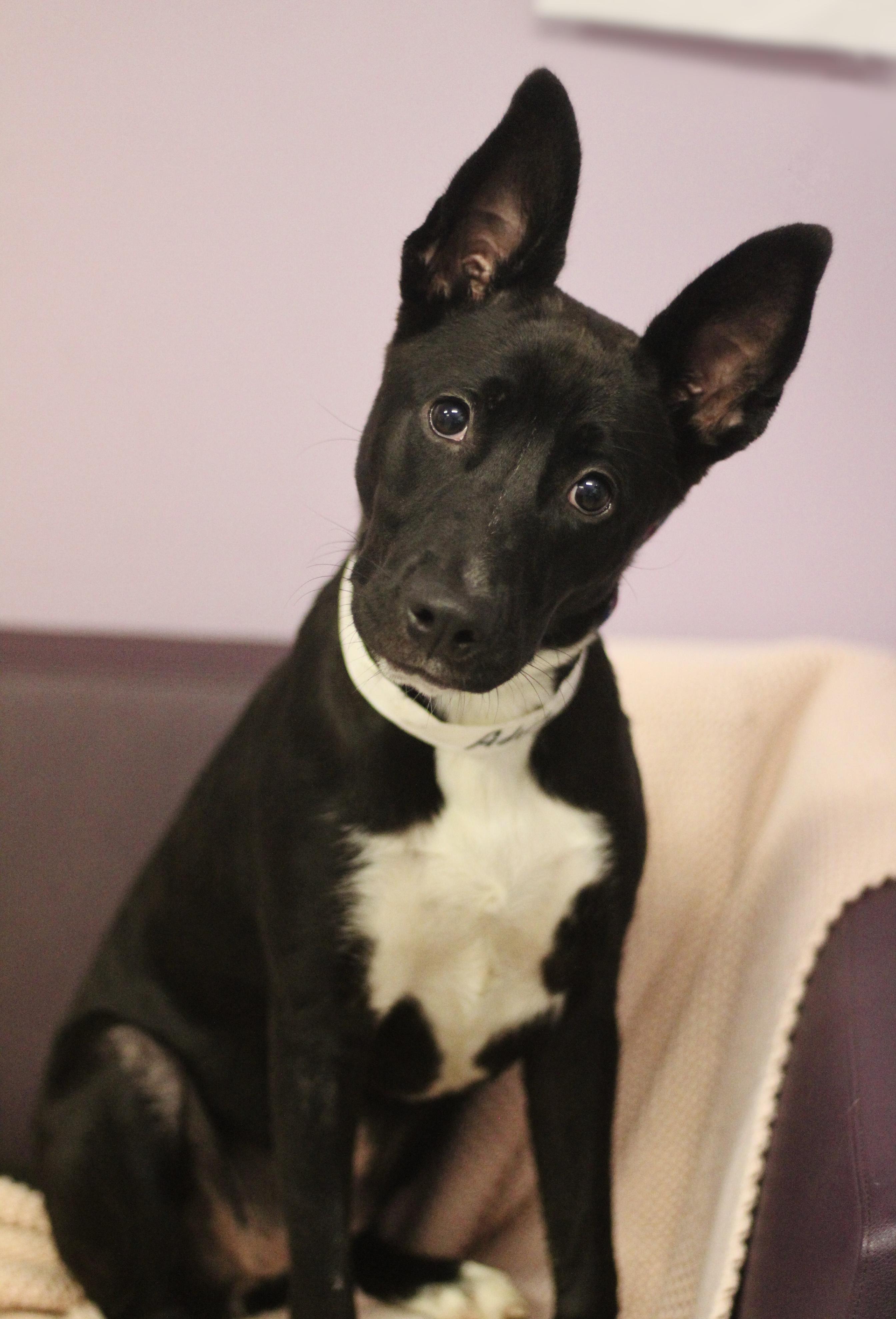 Enlarge Adira in NH. Come Meet our Adoptable Dogs Wednesday-Saturday. More info in Bio, a ADOPTABLE mixed breed in Manchester, NH image 1/4
