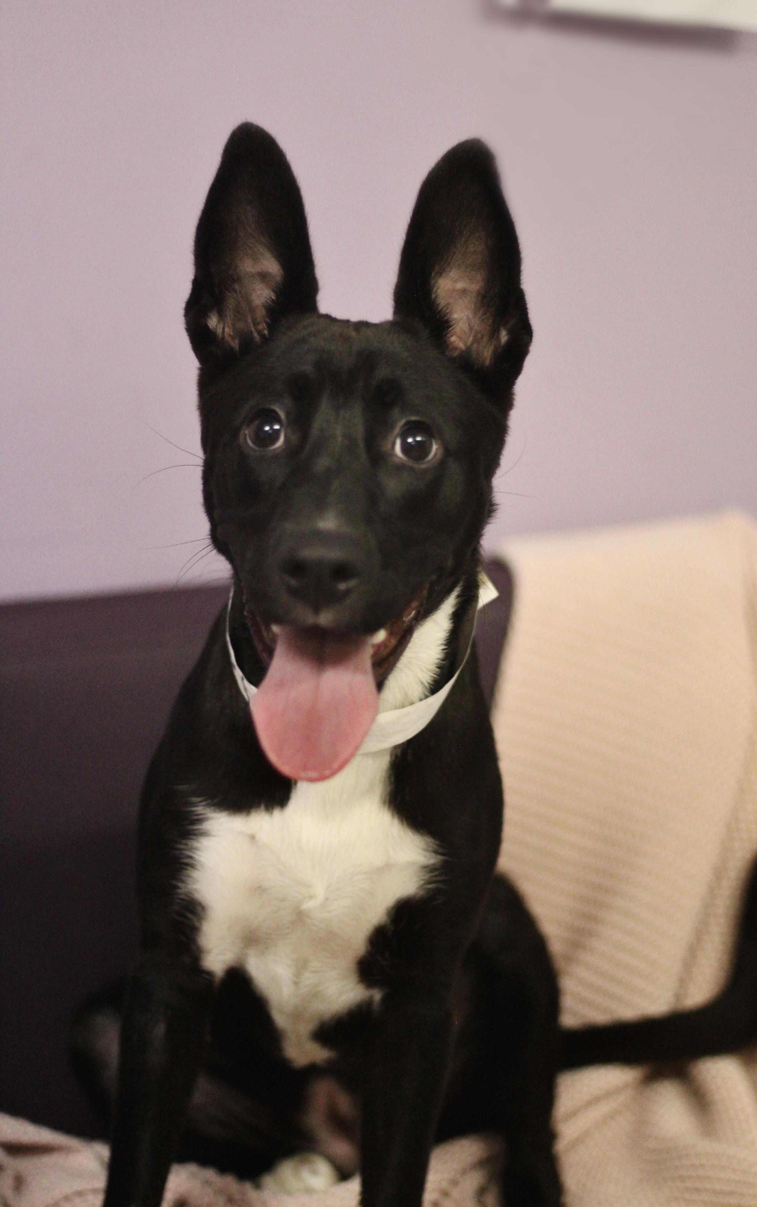 Enlarge Adira in NH. Come Meet our Adoptable Dogs Wednesday-Saturday. More info in Bio, a ADOPTABLE mixed breed in Manchester, NH image 4/4