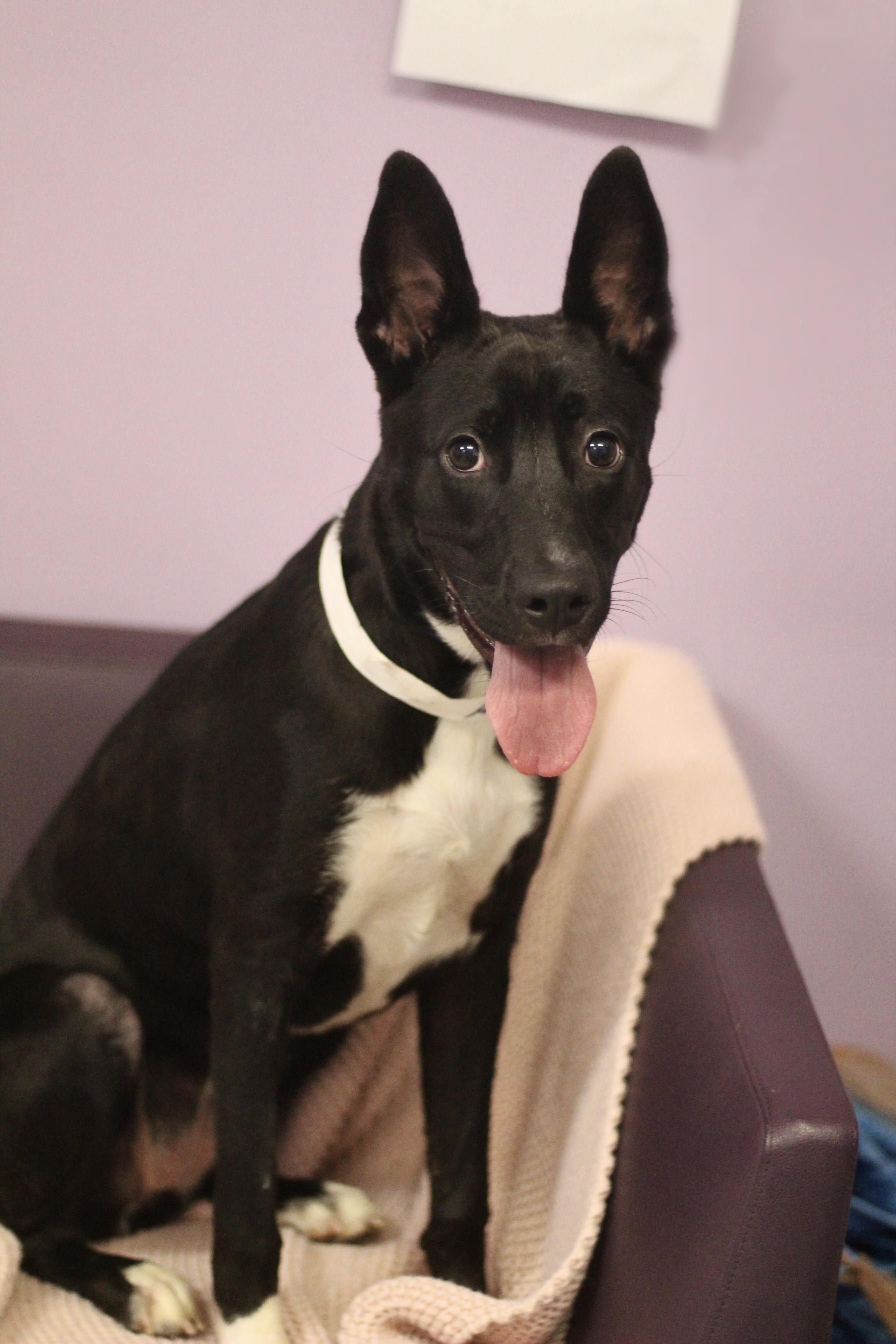 Enlarge Adira in NH. Come Meet our Adoptable Dogs Wednesday-Saturday. More info in Bio, a ADOPTABLE mixed breed in Manchester, NH image 3/4