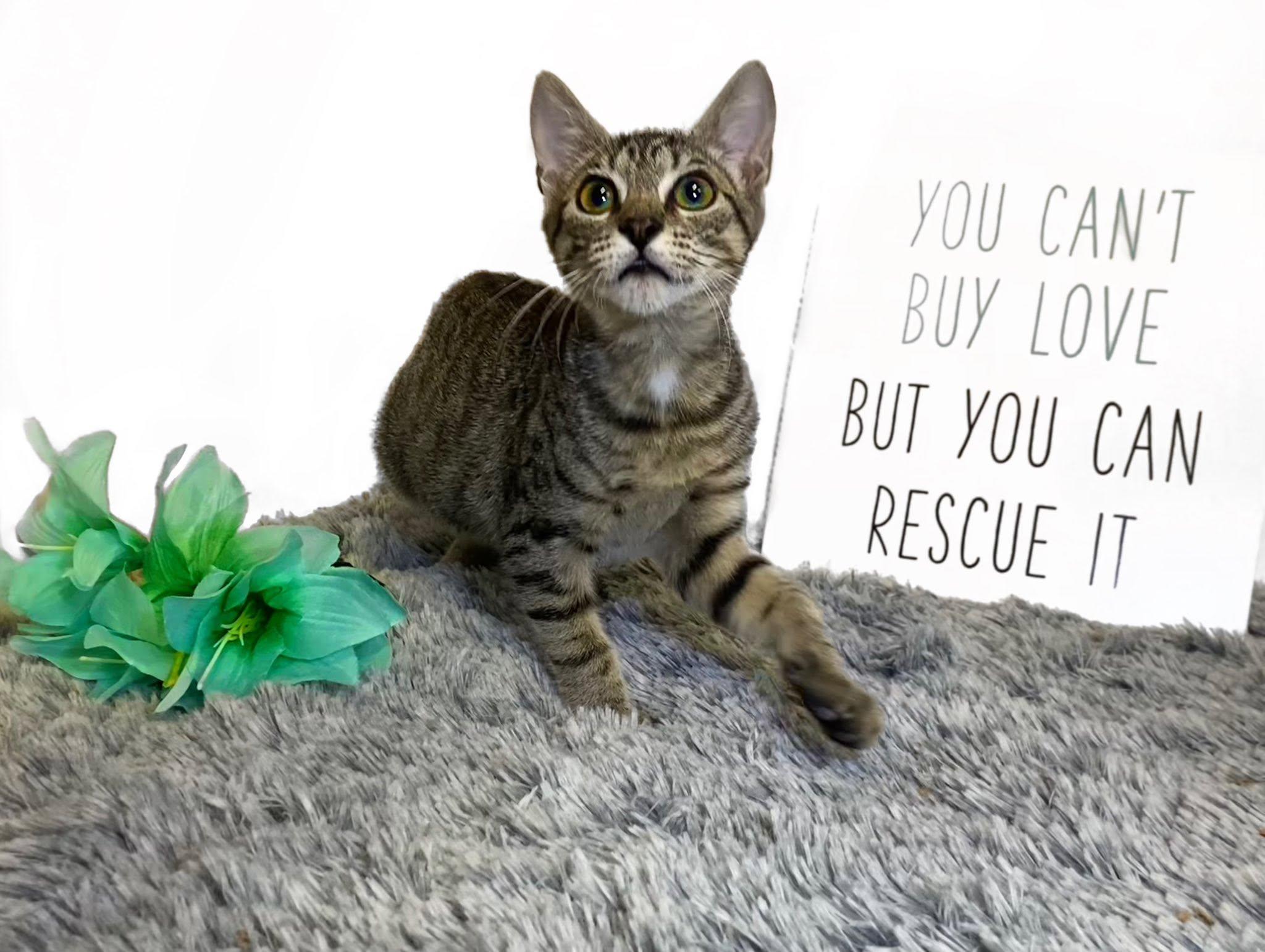 KELLY (bonded with Mango), ADOPTABLE, Kitten Male Domestic Short Hair.