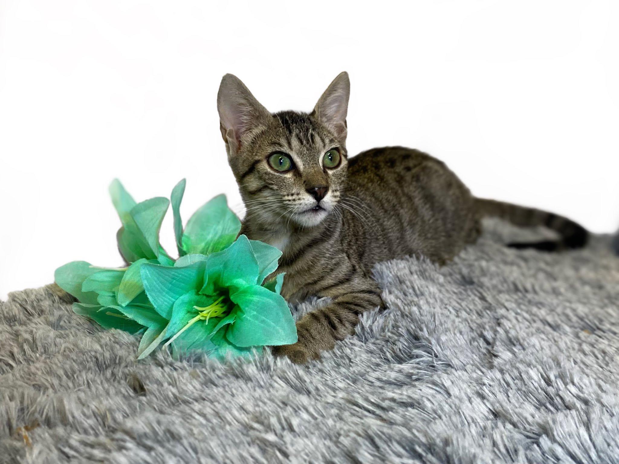 KELLY (bonded with Mango), a ADOPTABLE Domestic Short Hair in Graham, WA image 4/6