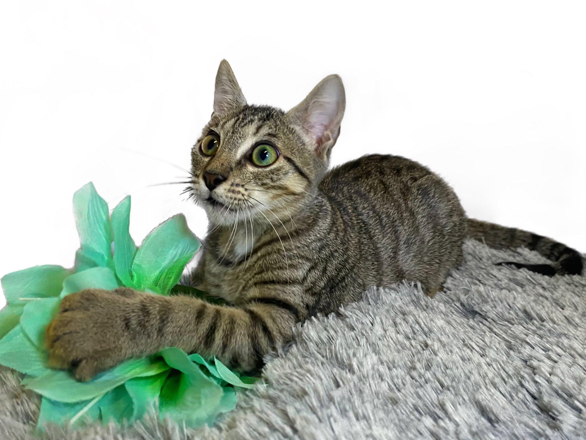 KELLY (bonded with Mango), a ADOPTABLE Domestic Short Hair in Graham, WA image 3/6