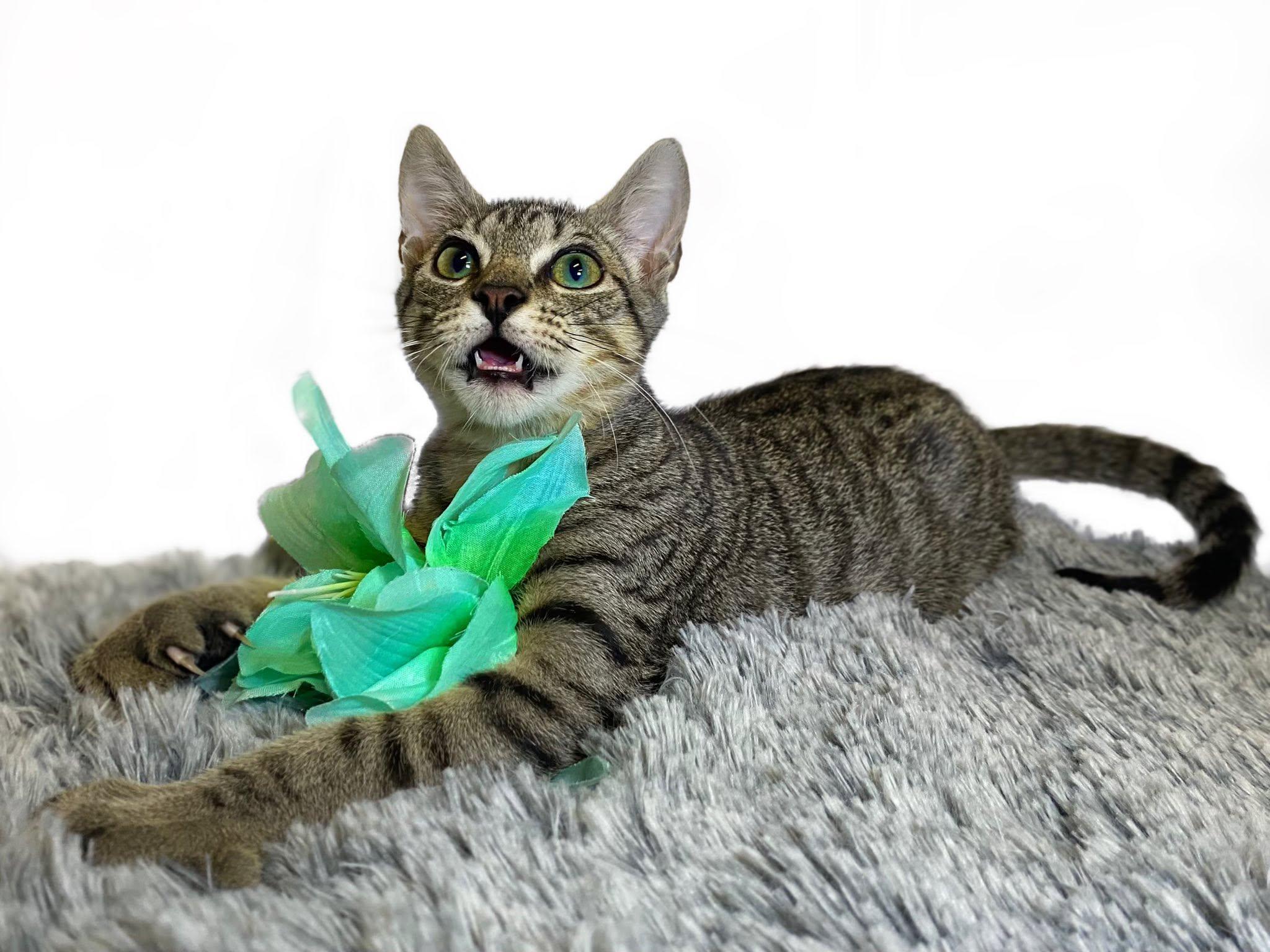 KELLY (bonded with Mango), a ADOPTABLE Domestic Short Hair in Graham, WA image 2/6