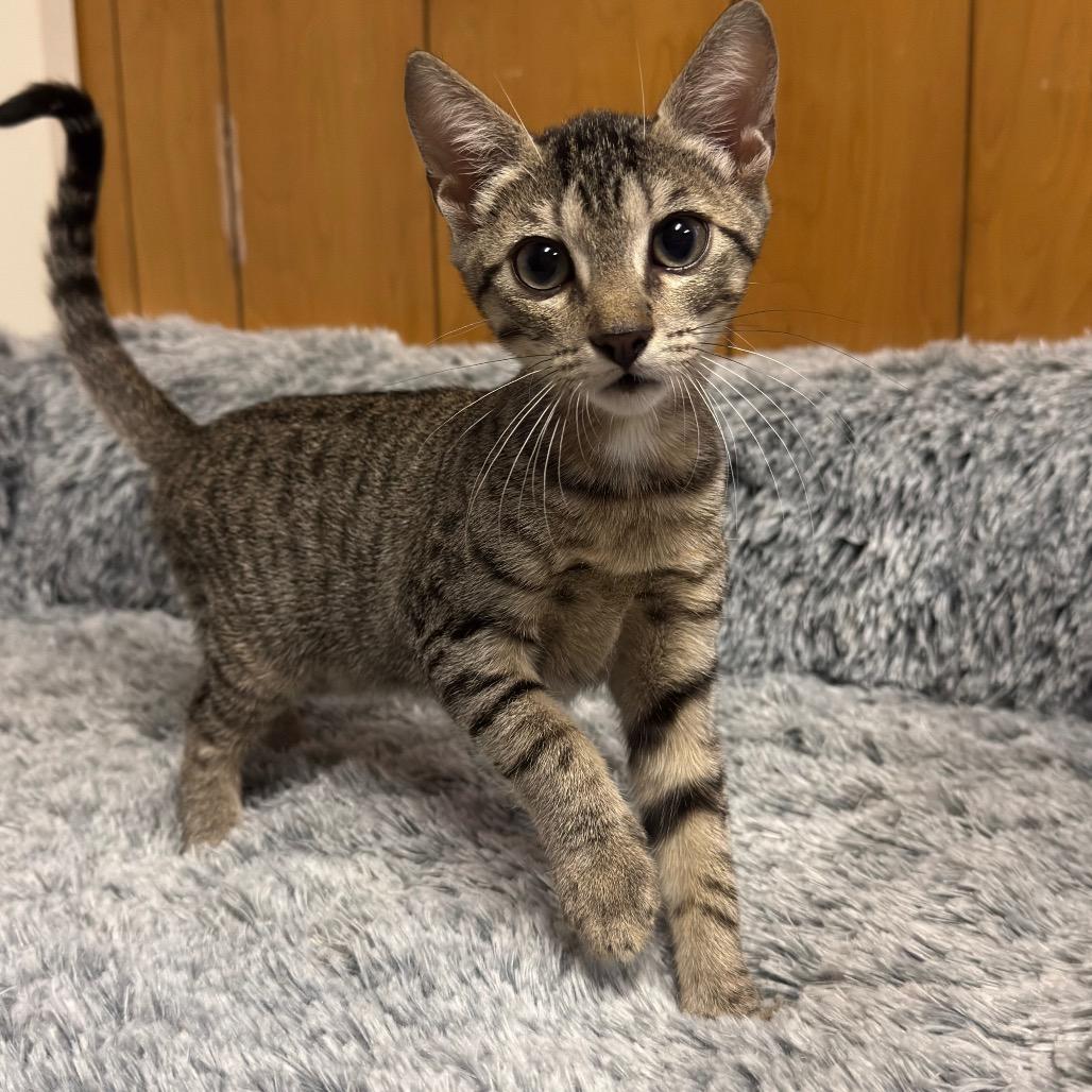 KELLY (bonded with Mango), a ADOPTABLE Domestic Short Hair in Graham, WA image 6/6