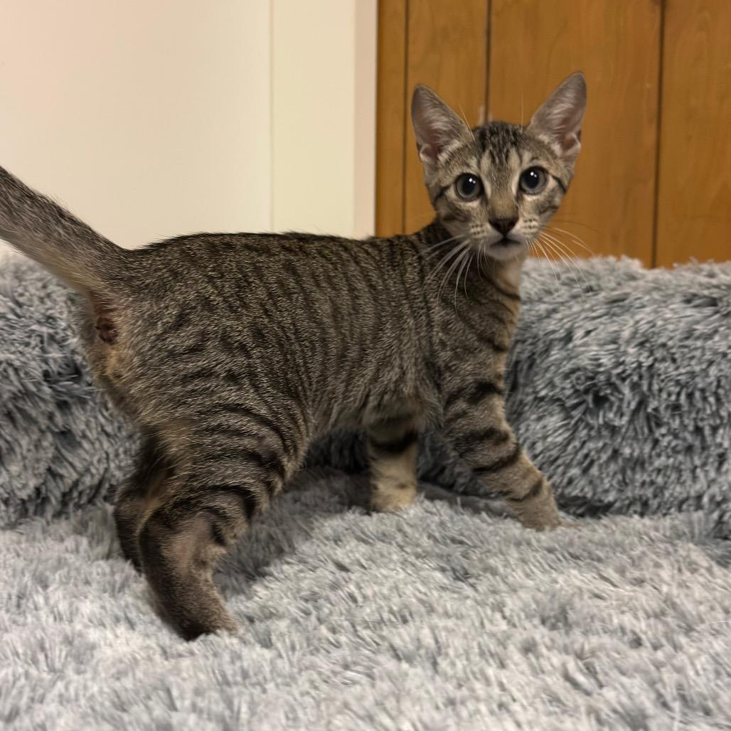KELLY (bonded w/Mango), ADOPTABLE, Young Male Domestic Short Hair.