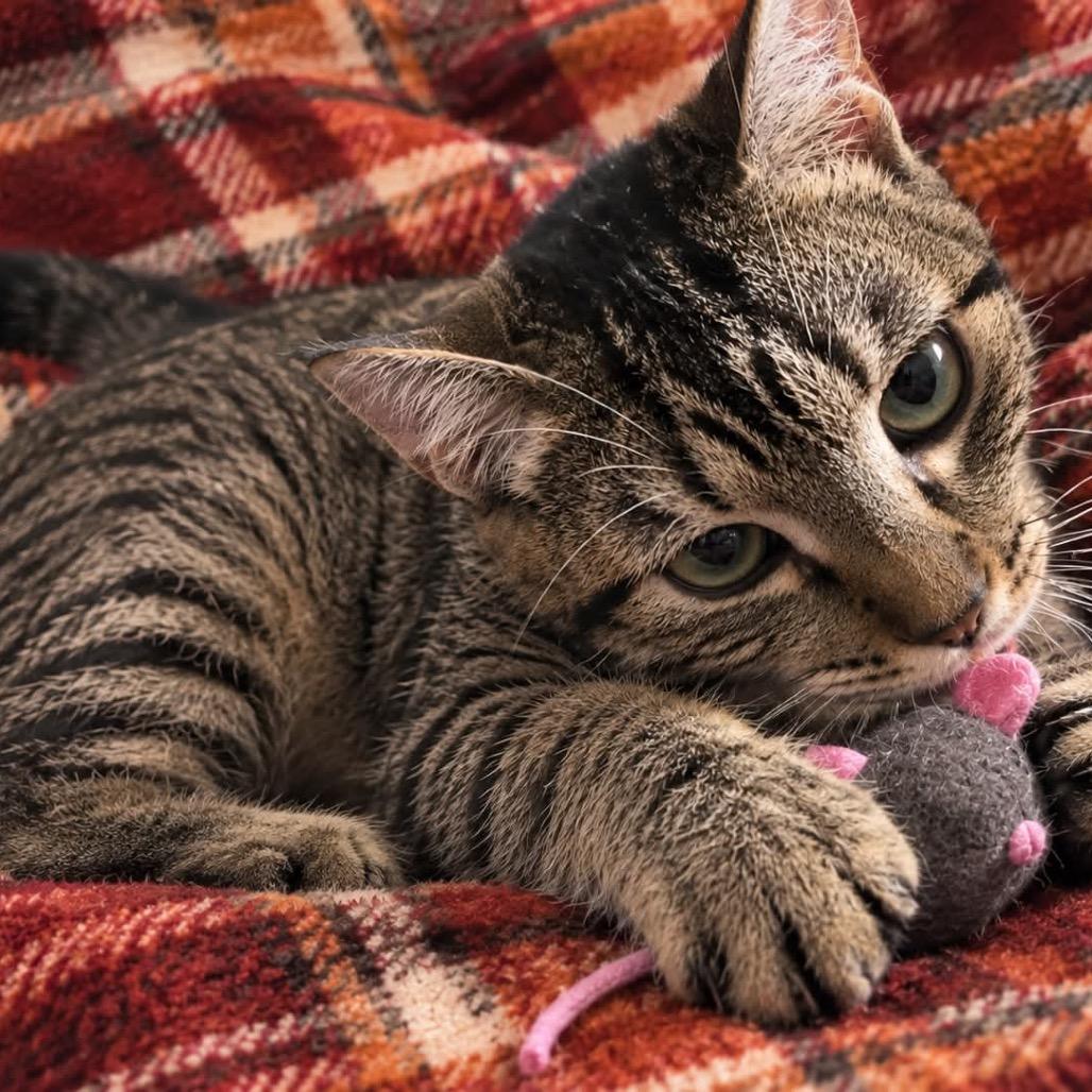 Enlarge KELLY (bonded w/Mango), a Adoptable Domestic Short Hair in Graham, WA image 1/6