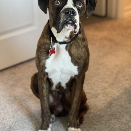 Amigo, Adoptable, Adult Male Boxer.