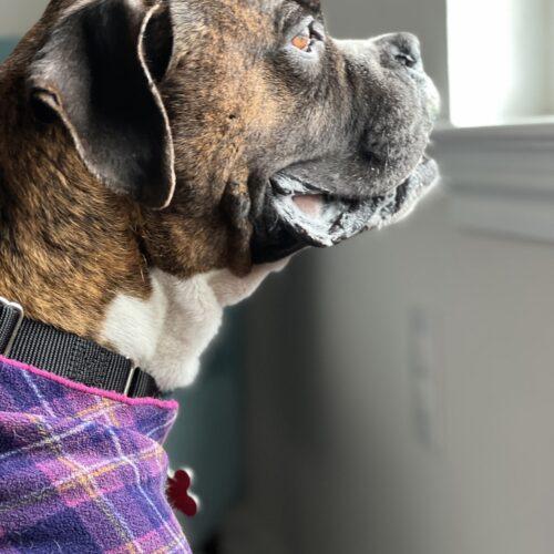 Amigo, a Adoptable Boxer in Austin, TX image 2/5