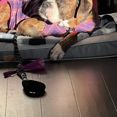 Amigo, a Adoptable Boxer in Austin, TX image 4/5