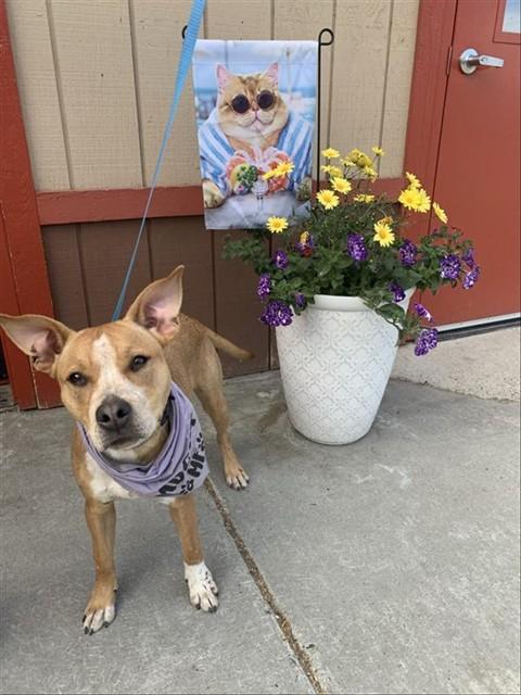 Enlarge NALA, a Adoptable mixed breed in Fairbanks, AK image 1/1