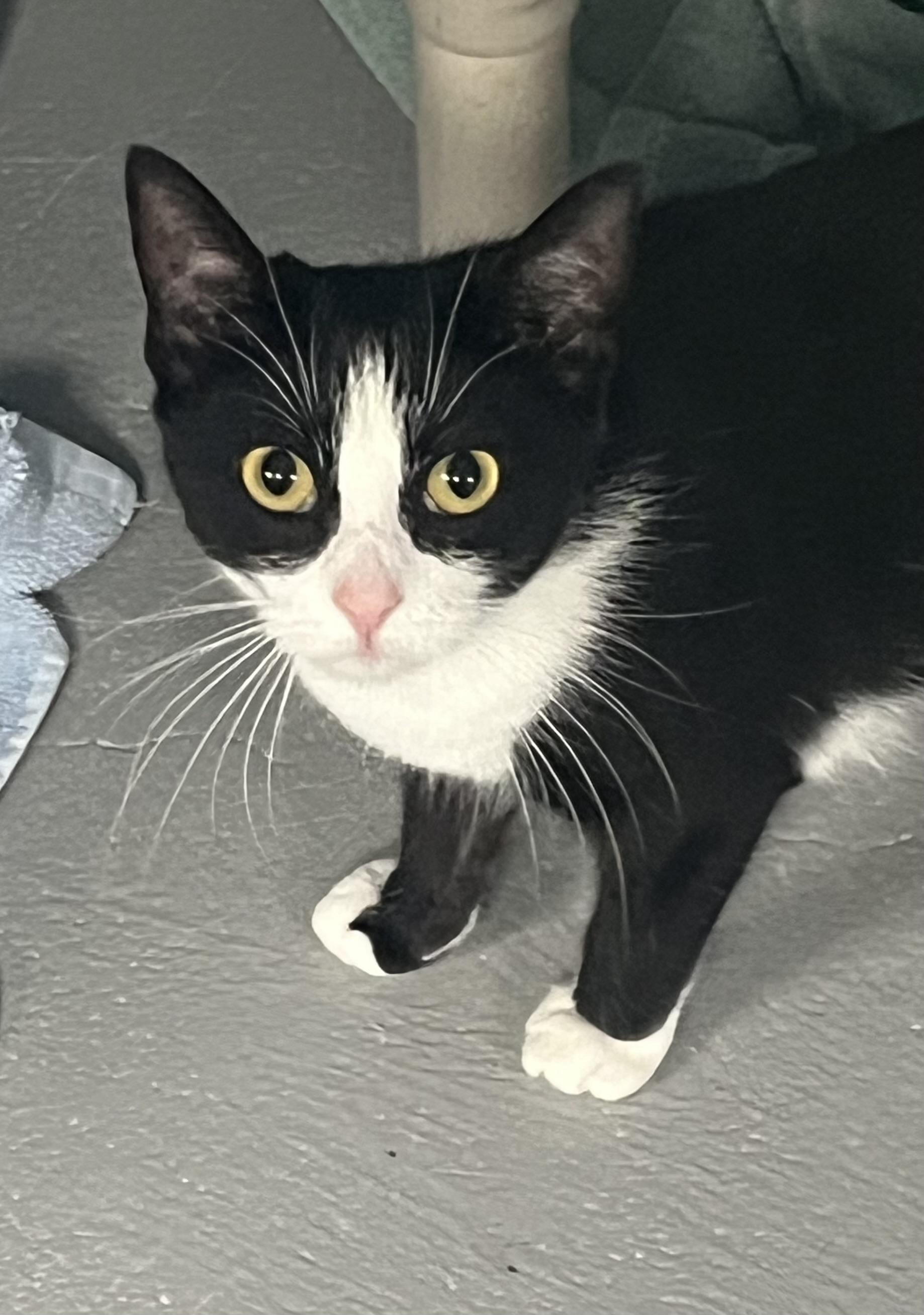 Thea, ADOPTABLE, Kitten Female Tuxedo & Domestic Short Hair.