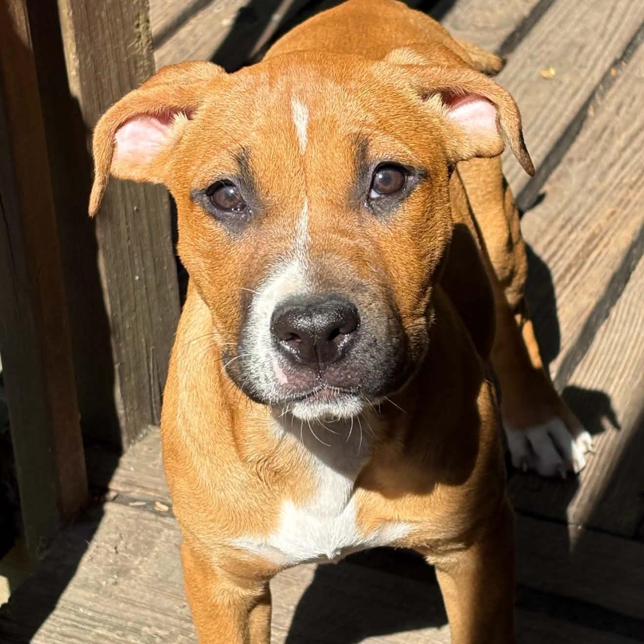 Enlarge Porsche, an adopted mixed breed in Normal, IL image 2/4