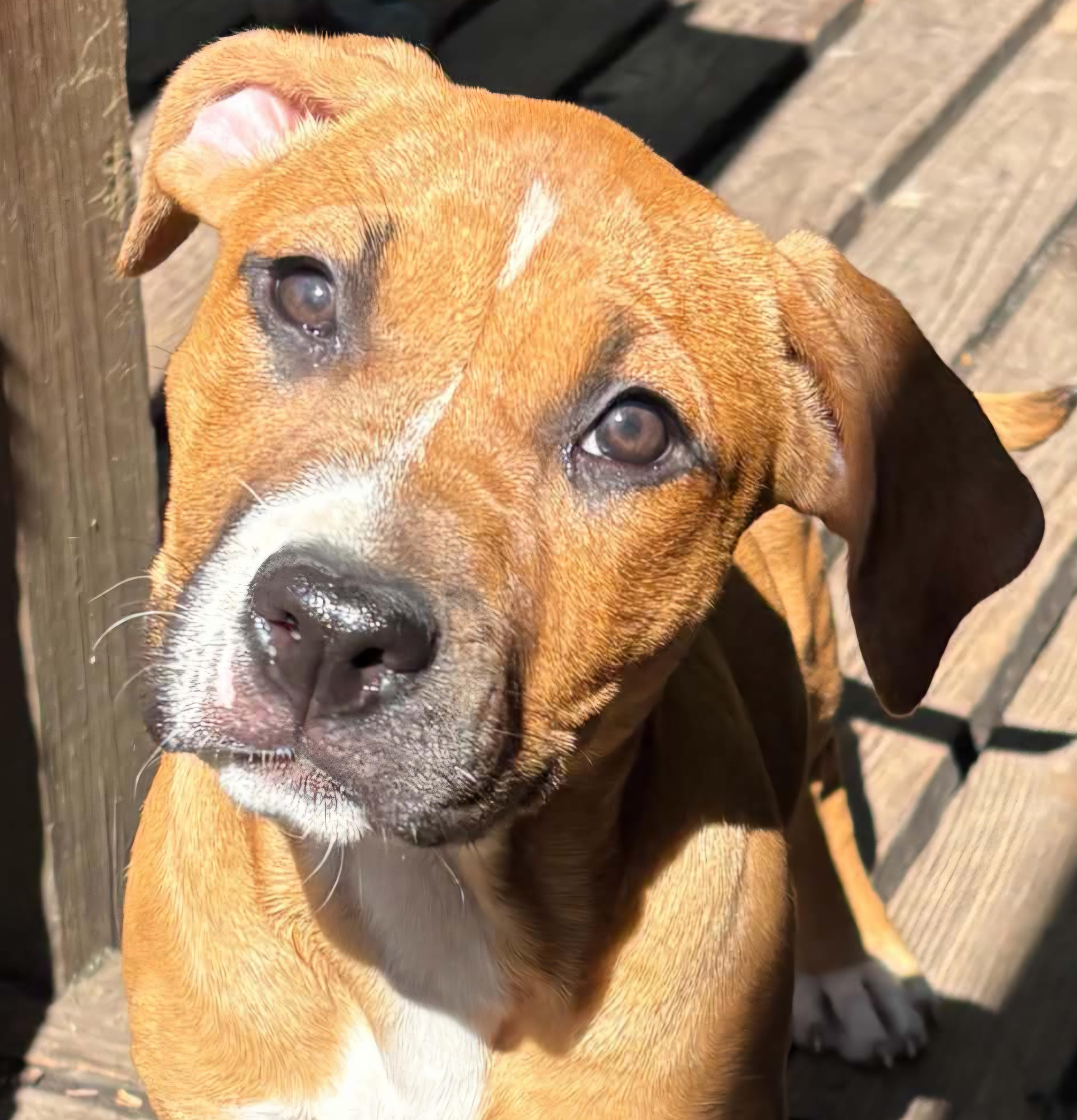 Porsche, Adoptable, Puppy Female Mixed Breed.