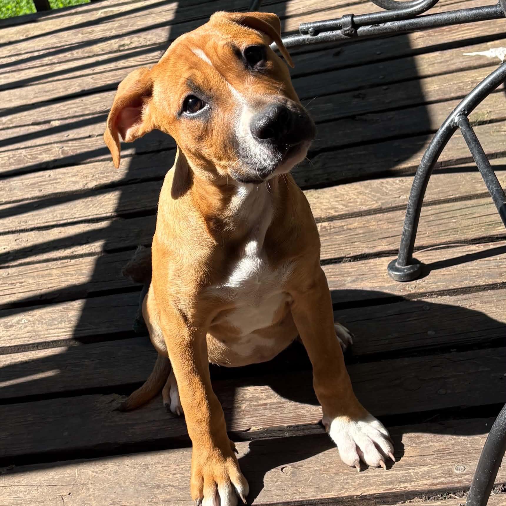 Enlarge Porsche, an adopted mixed breed in Normal, IL image 4/4