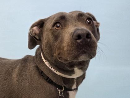 Spruce, Adoptable, Adult Male Labrador Retriever & American Staffordshire Terrier.