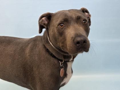 Spruce, a Adoptable mixed breed in Woodbury, MN image 2/2