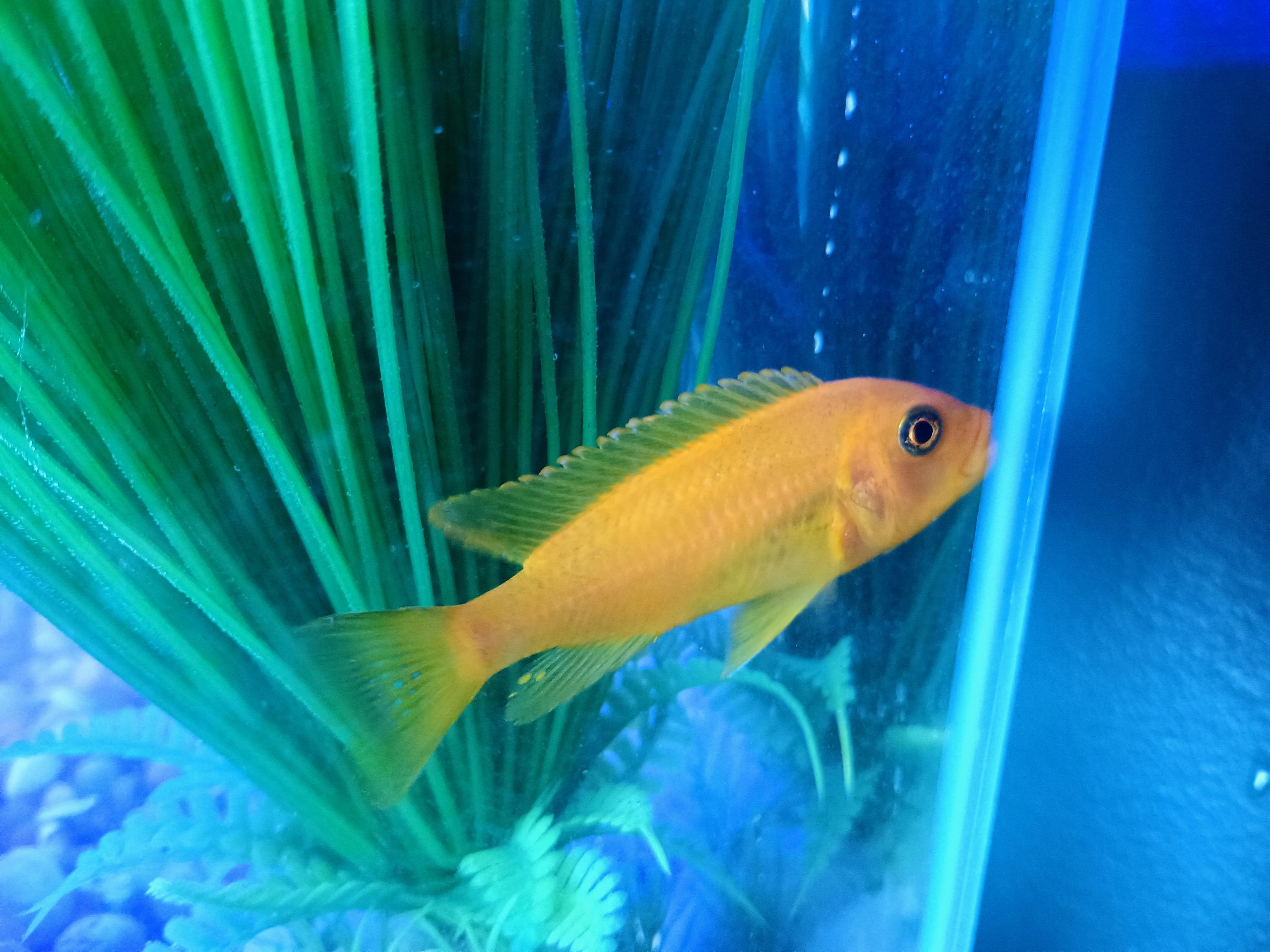 Enlarge Marmalade, a Adoptable Freshwater Fish in Willoughby, OH image 3/3