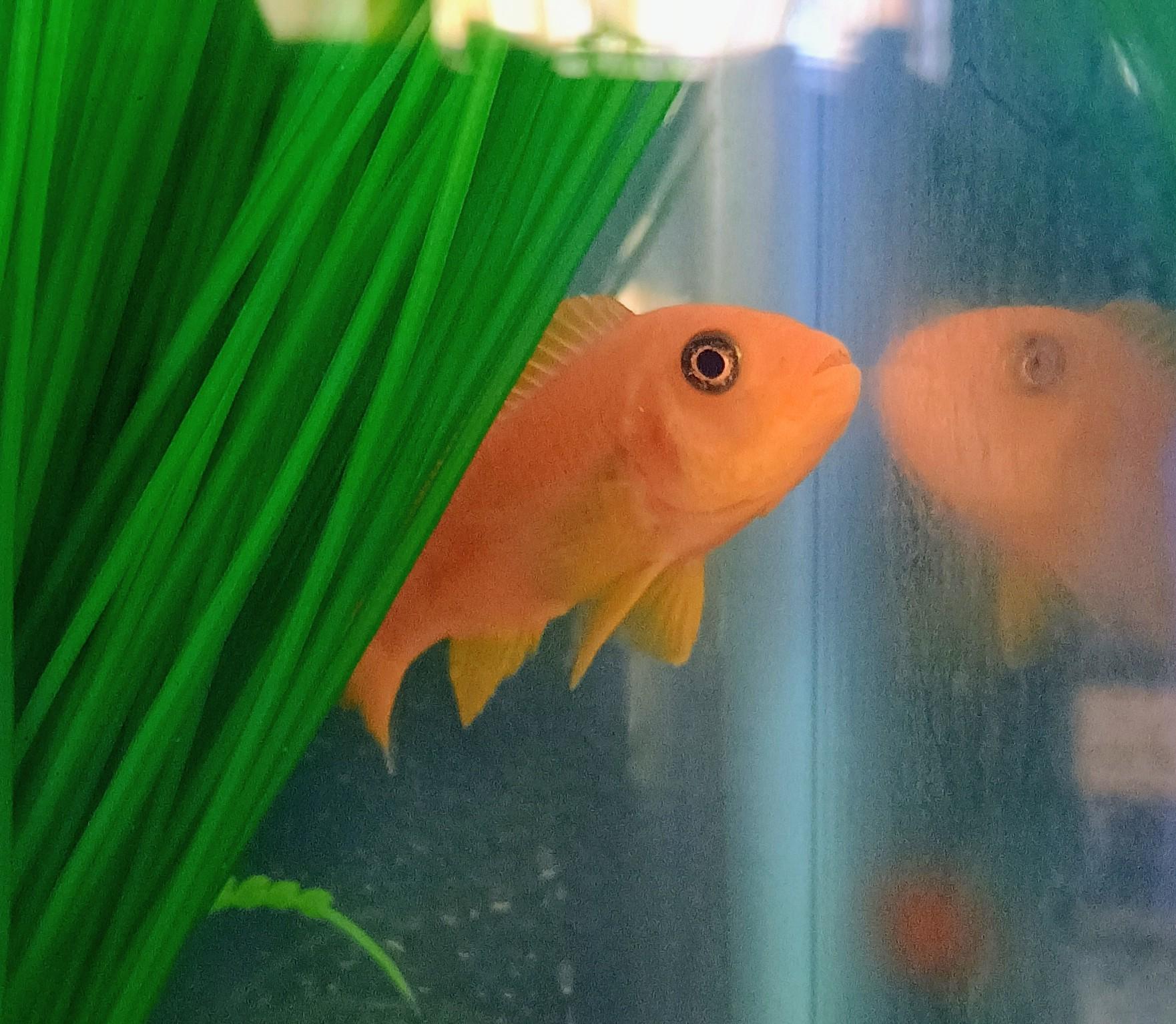 Marmalade, Adoptable, Young Female Freshwater Fish.