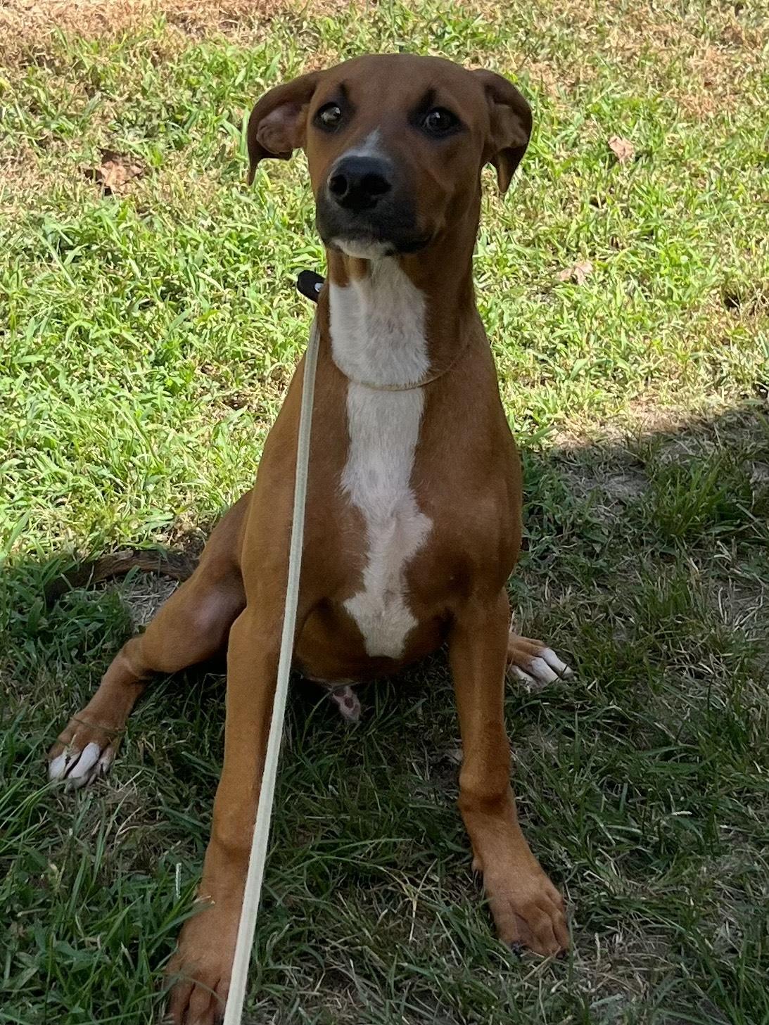 Woody - the cutest hound and lab mix puppy!