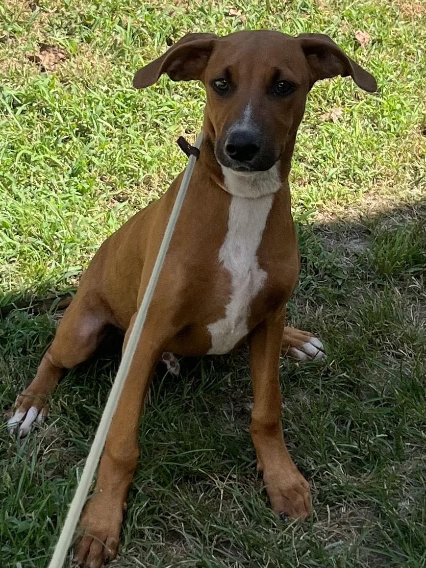 Woody - the cutest hound and lab mix puppy!