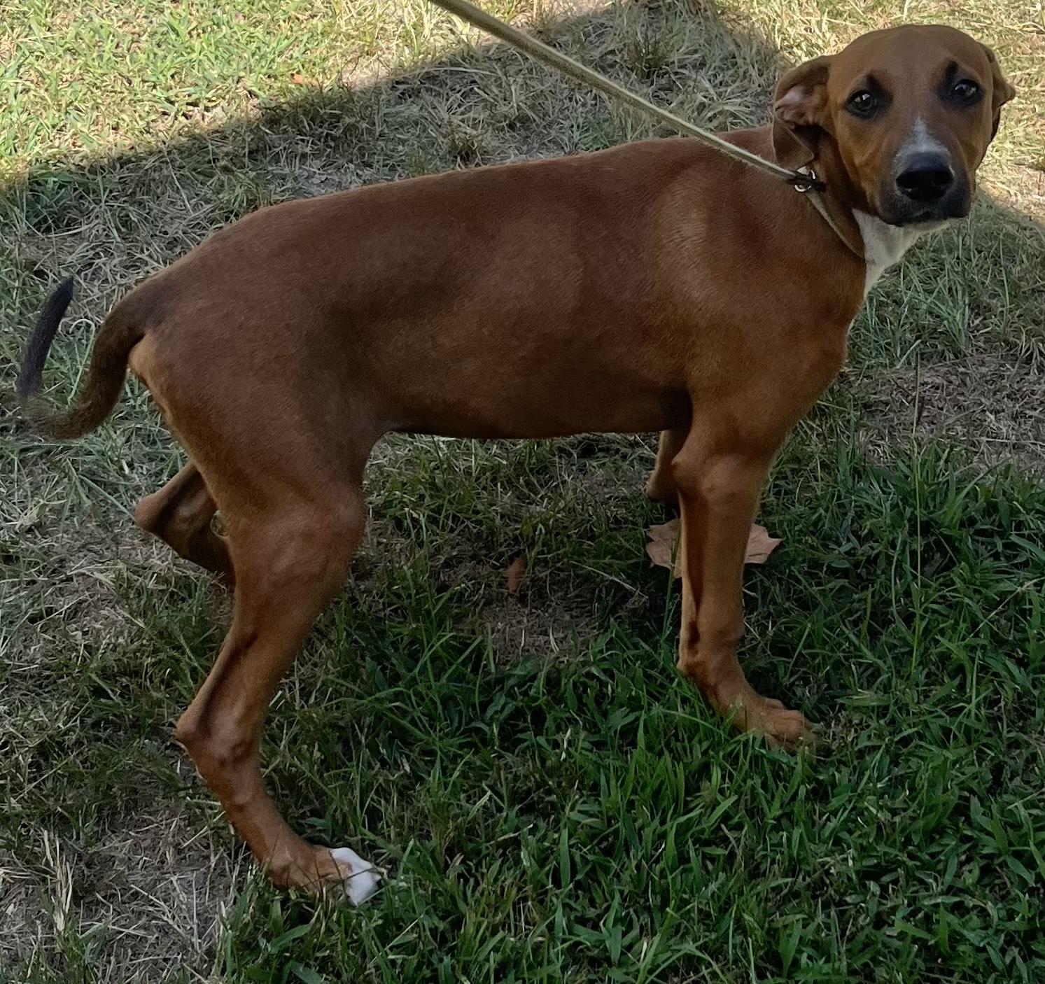 Woody - the cutest hound and lab mix puppy!