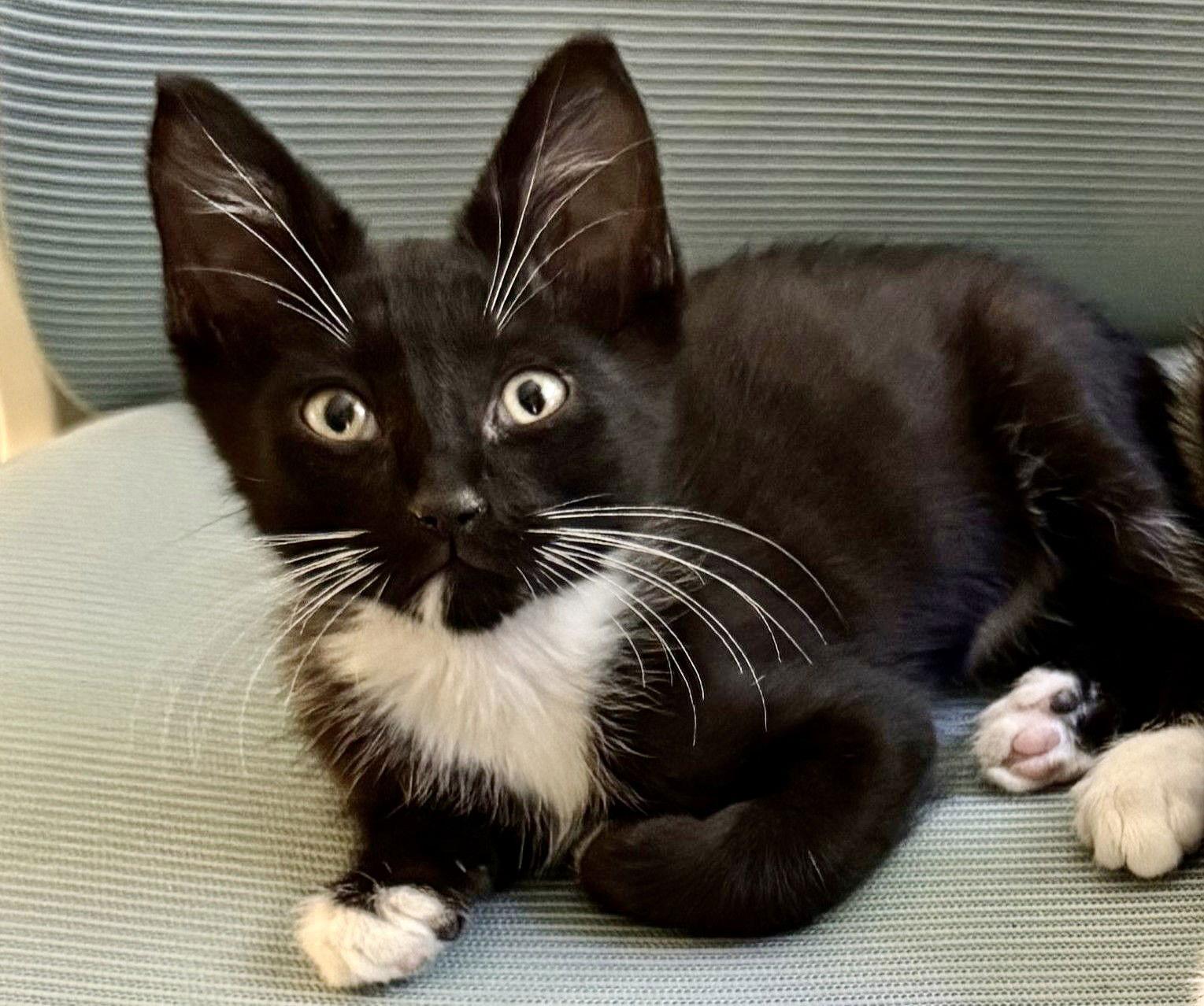 Wesley, a Adoptable Domestic Short Hair image 1/2