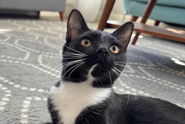 Wesley, Adoptable, Kitten Male Domestic Short Hair.