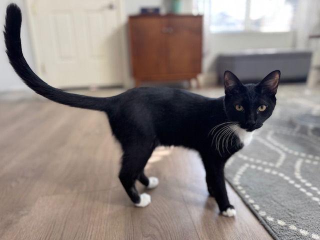 Enlarge Wesley, a Adoptable Domestic Short Hair in Antioch, CA image 2/3