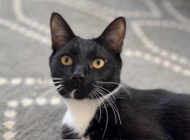 Enlarge Wesley, a Adoptable Domestic Short Hair in Antioch, CA image 3/3