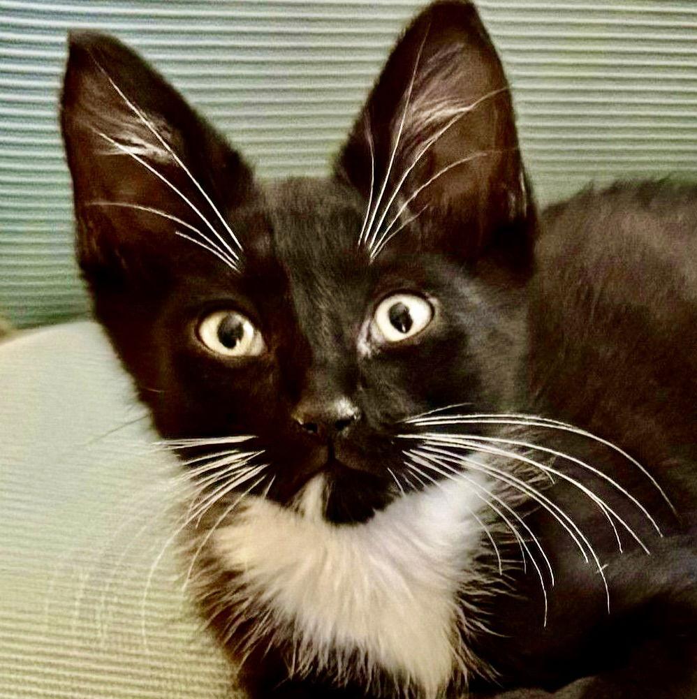 Wesley, a Adoptable Domestic Short Hair image 2/2