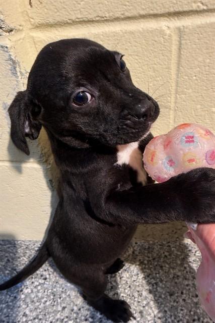 Enlarge HOWARD, a Adoptable mixed breed in Brewster, MA image 1/1