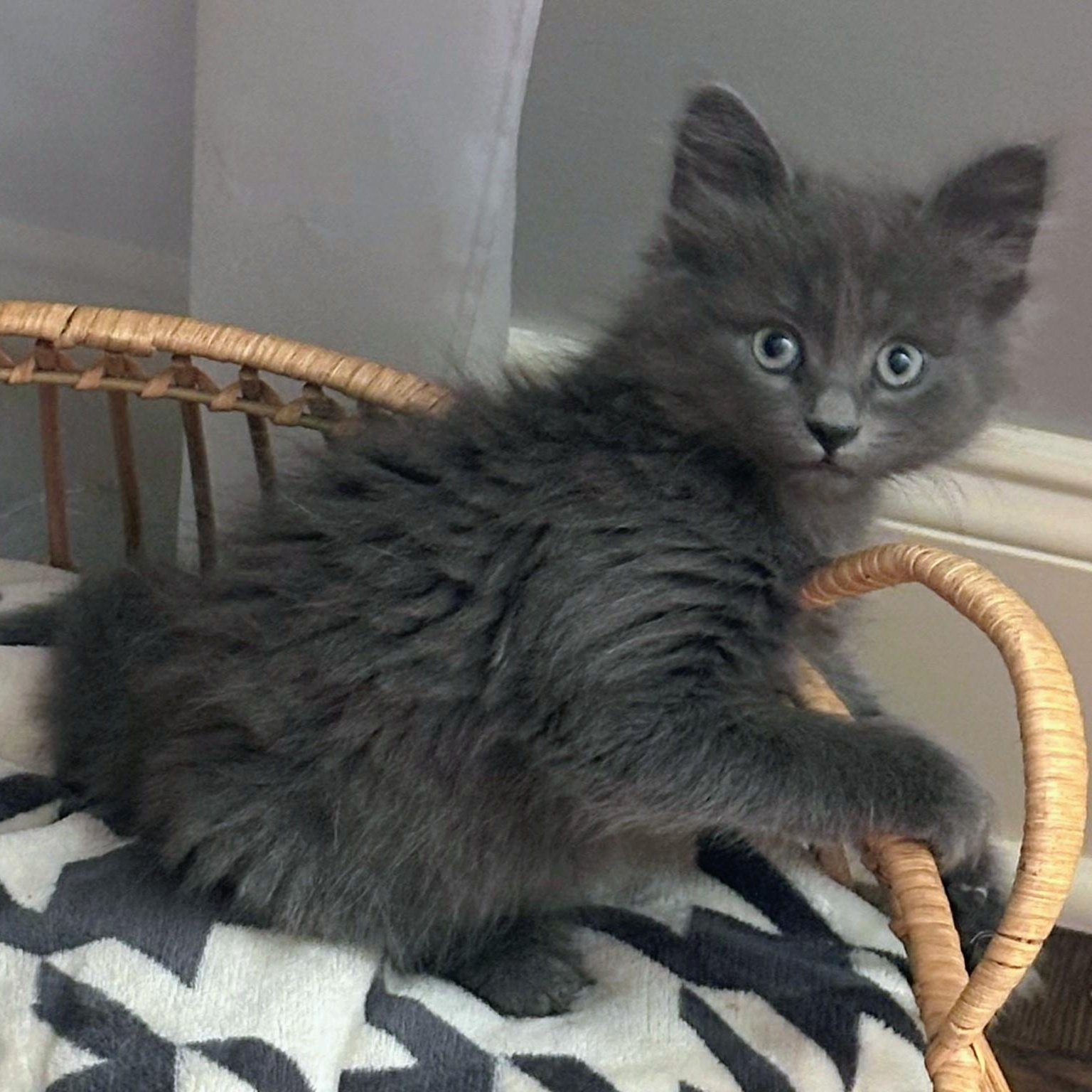 Enlarge Ember, an adopted mixed breed in Concord, NC image 3/5