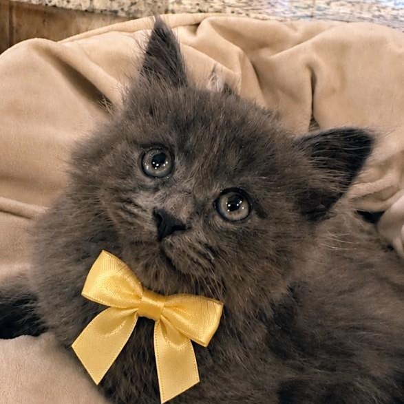 Ember, adopted, Kitten Female Domestic Long Hair.