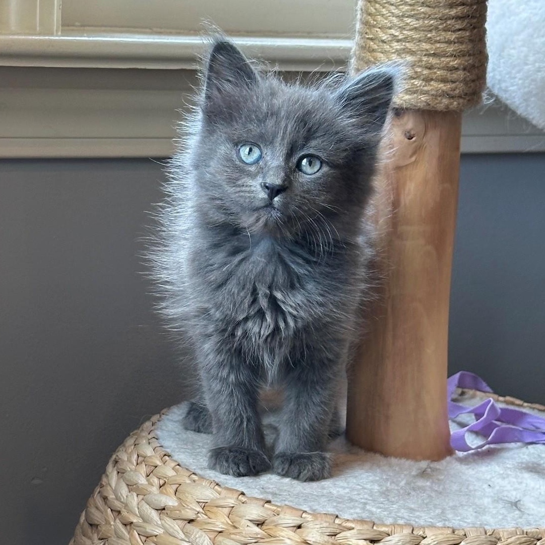 Enlarge Ember, an adopted mixed breed in Concord, NC image 2/5