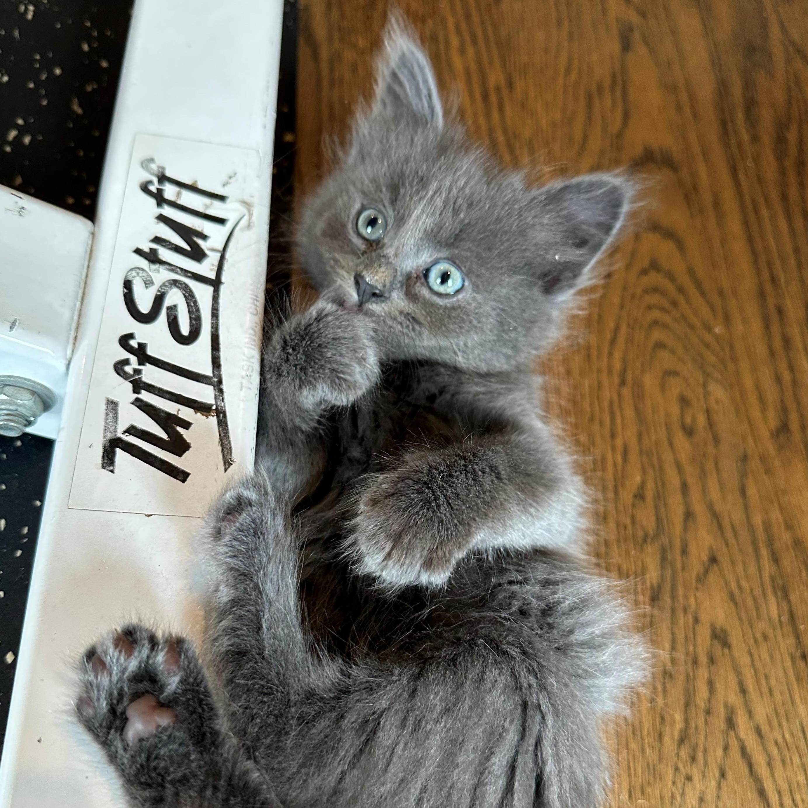 Enlarge Ember, an adopted mixed breed in Concord, NC image 5/5