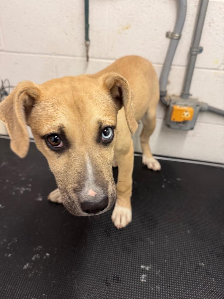 Enlarge Megan - Adoptable, a Adoptable mixed breed in Chickamauga , GA image 1/1